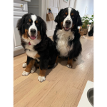 PUPPY TIME! Come play with the puppies