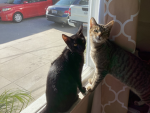 Come here to make friends22
