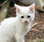 #KItty World