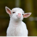 •Goats United•