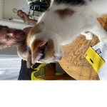 Cat inside huh