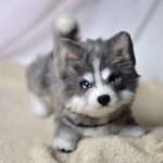 Cutie puppies that go woof