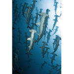 Pxʀᴀᴄɪᴛᴇ’s ɢʀᴏᴜᴘ