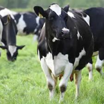 Cows Rule!!