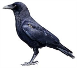 Crow Crew