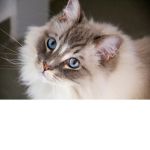Meow Meow Fan Club