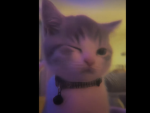 ~*kuna*~