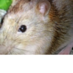 Rats United fans only!