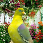 MRS.BIRDS