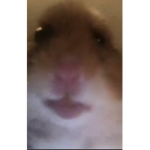 TheHamsterNation