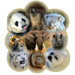 Endangered  Animals