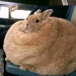 fatcat