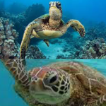 Turtle Group! :D