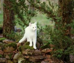 foresttopia ; applications