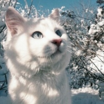 KittyClaws
