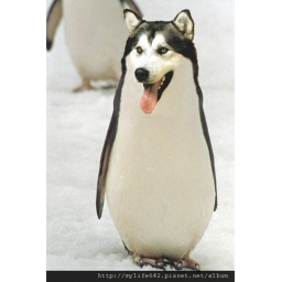 Sorteo s Mr.dogex