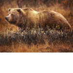 My grizzly bears