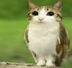 Raise A Meowl