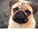 The pugs are the best