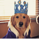 Royale's roleplay house