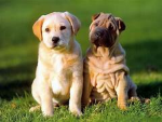 Team perritos :3