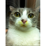 cats are cute for life