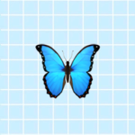 Butterfly squad’s