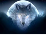 Wolf Pack Lovers
