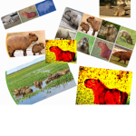 The capybarabaras