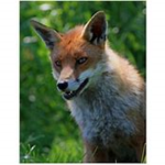 Fox power ( please dont bully )