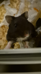 The most kind hamsters!!