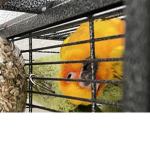 The Bedwars Birb Clan