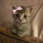 darkAlleyCat89!