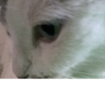 the cat army meow YT
