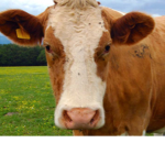 official cow_clan
