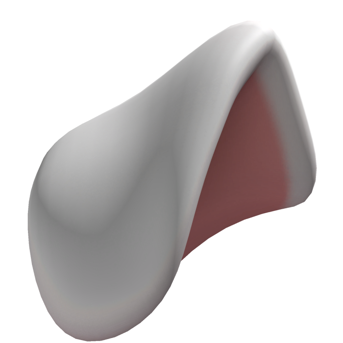 White Dog ear (R)