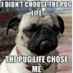 I didn’t choose the pug life it chose me