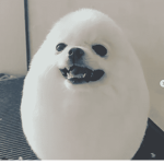 Cute Cat Simulator Group
