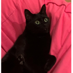 fuzzy fam yt