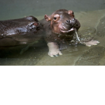 Hippos r cool