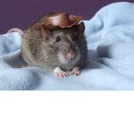 TeaFerret