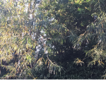 Tree/plant group