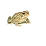 🐸||Toad Fans|| ROBLOX🐸
