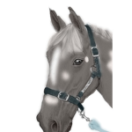 Mountain Acres Stables