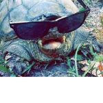 The cool snapping turtles