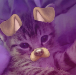 wittlemweows