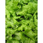 Lettuce Supremacy