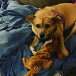 Dogo dogiy