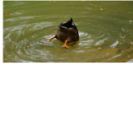 the drowning duck