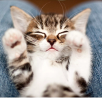 kitten roux group